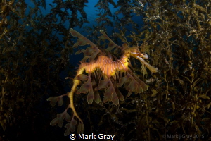 Leafy Sea Dragon by Mark Gray 